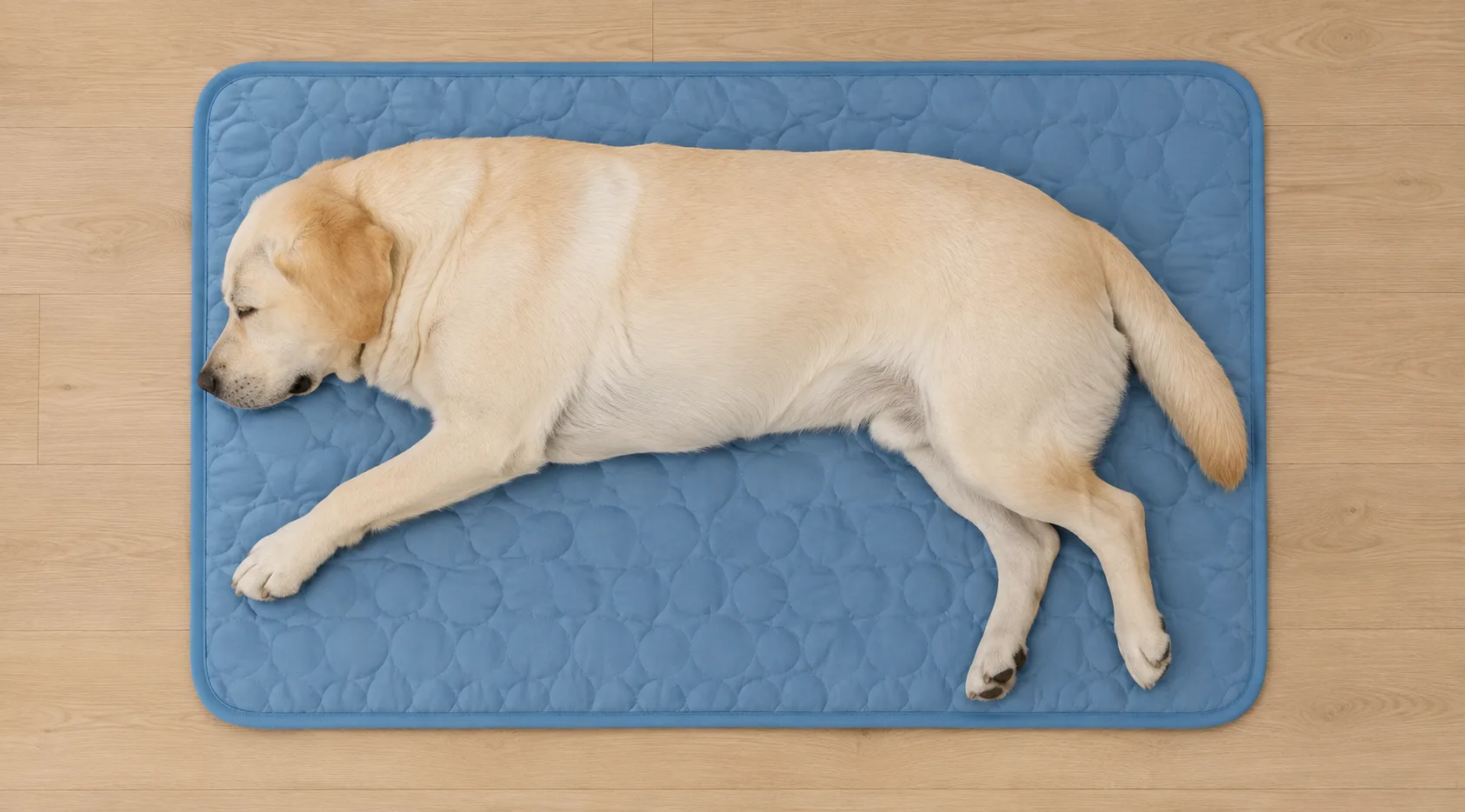 Zrelaksowany labrador na niebieskiej macie chłodzącej Frimouf Ice