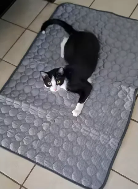 Biało-czarny kot leżący na macie chłodzącej Frimouf